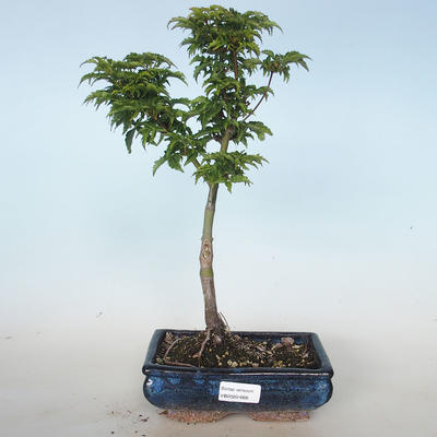 Bonsai im Freien - Acer palmatum SHISHIGASHIRA - Kleinblättriger Ahorn VB2020-668 - 1
