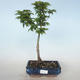 Bonsai im Freien - Acer palmatum SHISHIGASHIRA - Kleinblättriger Ahorn VB2020-668 - 1/3