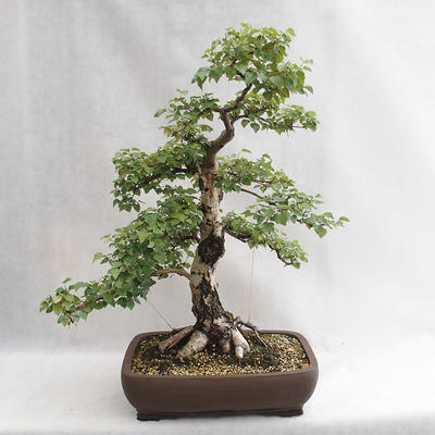 Außenbonsai - Betula verrucosa - Silver Birch VB2019-26695 - 1