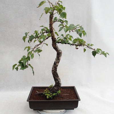 Außenbonsai - Betula verrucosa - Silver Birch VB2019-26697 - 1