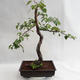 Außenbonsai - Betula verrucosa - Silver Birch VB2019-26697 - 1/5