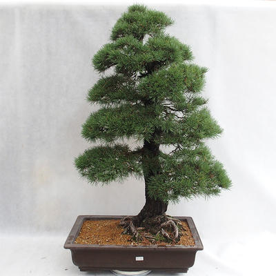 Außenbonsai - Pinus sylvestris - Waldkiefer VB2019-26699 - 1