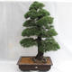 Außenbonsai - Pinus sylvestris - Waldkiefer VB2019-26699 - 1/6