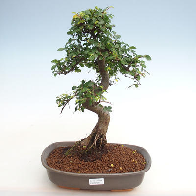 Indoor-Bonsai - Ulmus parvifolia - Kleinblättrige Ulme PB2201266 - 1