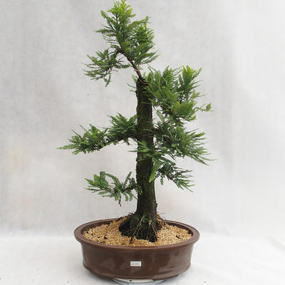 Bonsai im Freien - Metasequoia glyptostroboides - chinesische kleine Blätter - 1