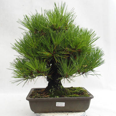 Freilandbonsai - Pinus thunbergii Corticosa - Thunberger Kiefer VB2019-26712 - 1