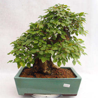 Outdoor Bonsai - Koreanische Hainbuche - Carpinus carpinoides VB2019-26715 - 1