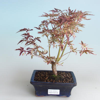 Outdoor Bonsai - Japanischer Ahorn Acer palmatum Schmetterling 408-VB2019-26729 - 1