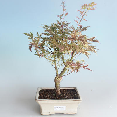 Outdoor Bonsai - Japanischer Ahorn Acer palmatum Butterfly 408-VB2019-26730 - 1