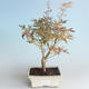 Outdoor Bonsai - Japanischer Ahorn Acer palmatum Butterfly 408-VB2019-26730 - 1/2