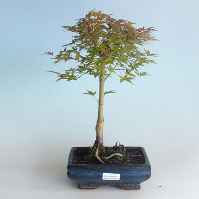 Außenbonsai - Acer palmatum Beni Tsucasa - Japanischer Ahorn 408-VB2019-26731 - 1