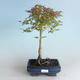 Außenbonsai - Acer palmatum Beni Tsucasa - Japanischer Ahorn 408-VB2019-26731 - 1/4