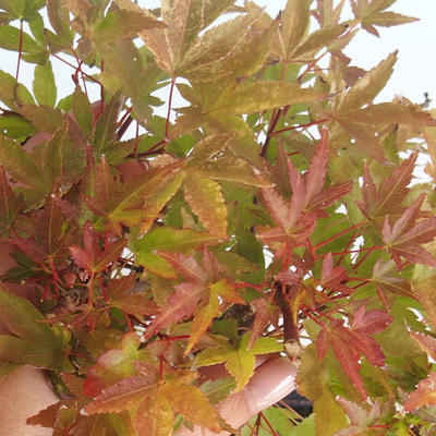 Außenbonsai - Acer palmatum Beni Tsucasa - Japanischer Ahorn 408-VB2019-26736 - 1