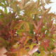 Außenbonsai - Acer palmatum Beni Tsucasa - Japanischer Ahorn 408-VB2019-26736 - 1/4