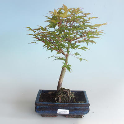 Bonsai im Freien - Acer palmatum Beni Tsucasa - japanischer Ahorn 408-VB2019-26733 - 1