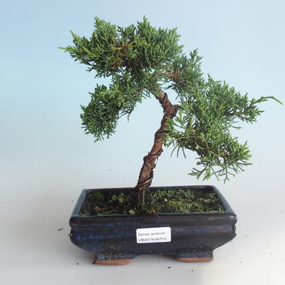 Bonsai im Freien - Juniperus chinensis - chinesischer Wacholder 408-VB2019-26743