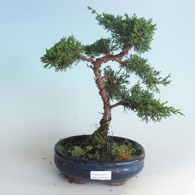 Bonsai im Freien - Juniperus chinensis - chinesischer Wacholder 408-VB2019-26744