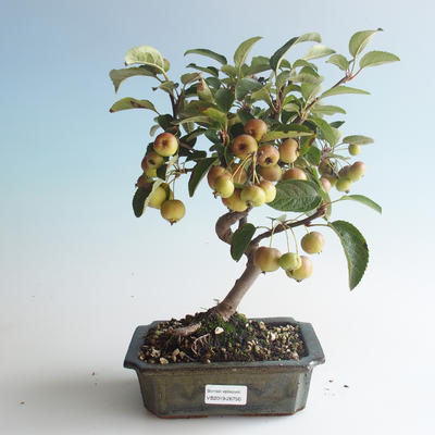 Outdoor Bonsai - Malus halliana - Kleiner Apfel 408-VB2019-26750 - 1