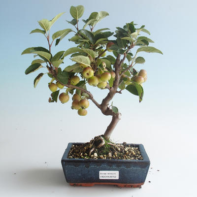 Outdoor Bonsai - Malus halliana - Kleiner Apfel 408-VB2019-26752 - 1