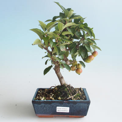Outdoor Bonsai - Malus halliana - Kleiner Apfel 408-VB2019-26753 - 1
