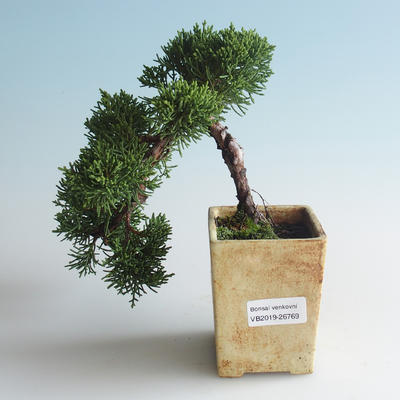 Bonsai im Freien - Juniperus chinensis - chinesischer Wacholder 408-VB2019-26769