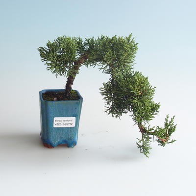 Bonsai im Freien - Juniperus chinensis - chinesischer Wacholder 408-VB2019-26772