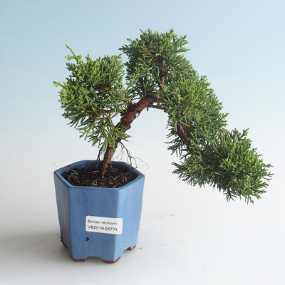 Bonsai im Freien - Juniperus chinensis - chinesischer Wacholder 408-VB2019-26774