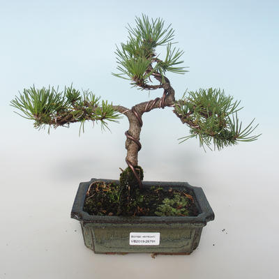 Outdoor Bonsai - Pinus mugo Humpy - Kiefer kniend 408-VB2019-26791