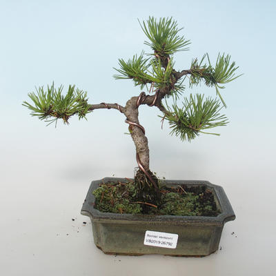 Outdoor Bonsai - Pinus mugo Humpy - Kiefer kniend 408-VB2019-26792