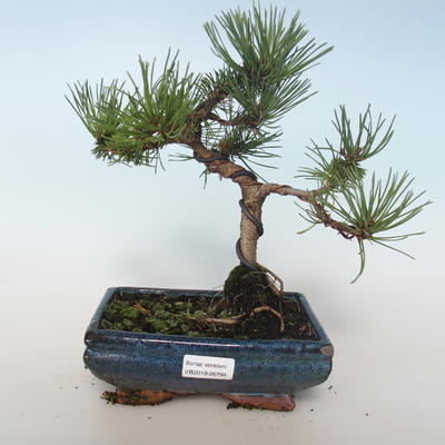 Outdoor Bonsai - Pinus mugo Humpy - Kiefer kniend 408-VB2019-26794