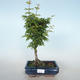 Bonsai im Freien - Acer palmatum SHISHIGASHIRA - Kleinblättriger Ahorn VB2020-671 - 1/3