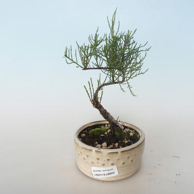 Bonsai im Freien - Tamaris parviflora Tamarisk 408-VB2019-26805, kleinblättrig - 1