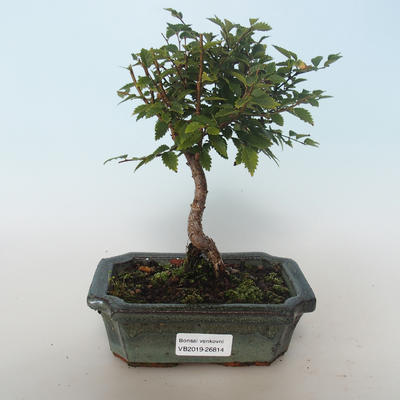 Freiland-Bonsai-Ulmus parvifolia-Ulme 408-VB2019-26814