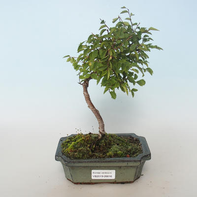 Bonsai-Ulmus parvifolia-Ulme 408-VB2019-26816 im Freien