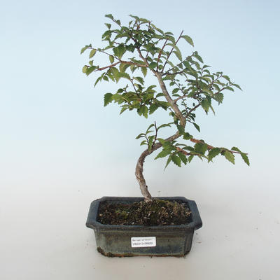 Bonsai-Ulmus parvifolia-Ulme 408-VB2019-26820 im Freien