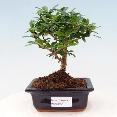 Zimmer Bonsai - Carmona macrophylla - Tee fuki - 1