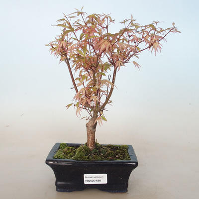 Bonsai im Freien - Acer palmatum Butterfly VB2020-688 - 1