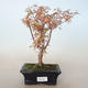 Bonsai im Freien - Acer palmatum Butterfly VB2020-688 - 1/2