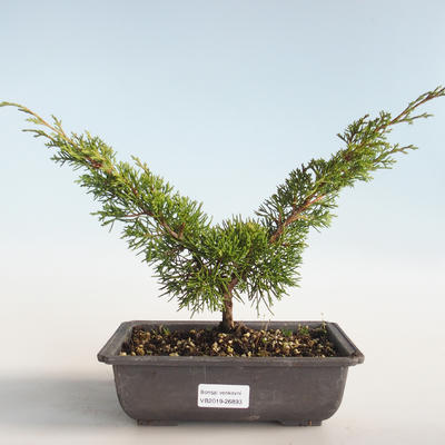 Bonsai im Freien - Juniperus chinensis Itoigava-chinesischer Wacholder VB2019-26893 - 1