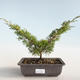 Bonsai im Freien - Juniperus chinensis Itoigava-chinesischer Wacholder VB2019-26893 - 1/3