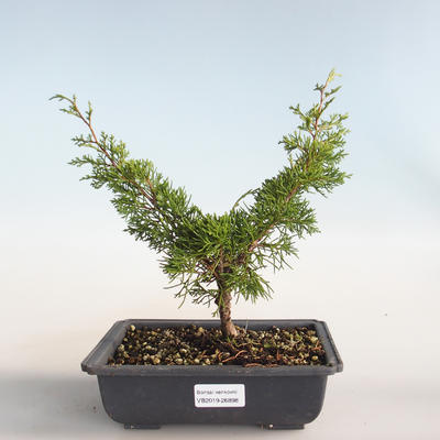 Bonsai im Freien - Juniperus chinensis Itoigava-chinesischer Wacholder VB2019-26898 - 1