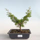 Bonsai im Freien - Juniperus chinensis Itoigava-chinesischer Wacholder VB2019-26898 - 1/3