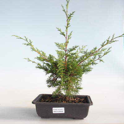Bonsai im Freien - Juniperus chinensis Itoigava-chinesischer Wacholder VB2019-26899 - 1