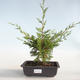 Bonsai im Freien - Juniperus chinensis Itoigava-chinesischer Wacholder VB2019-26899 - 1/3
