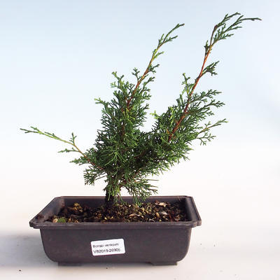 Bonsai im Freien - Juniperus chinensis Itoigava-chinesischer Wacholder VB2019-26905 - 1