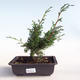 Bonsai im Freien - Juniperus chinensis Itoigava-chinesischer Wacholder VB2019-26905 - 1/3