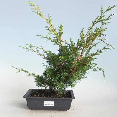 Bonsai im Freien - Juniperus chinensis Itoigava-chinesischer Wacholder VB2019-26913 - 1