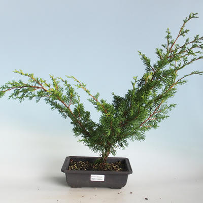 Bonsai im Freien - Juniperus chinensis Itoigava-chinesischer Wacholder VB2019-26914 - 1