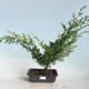 Bonsai im Freien - Juniperus chinensis Itoigava-chinesischer Wacholder VB2019-26914 - 1/3