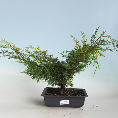 Bonsai im Freien - Juniperus chinensis Itoigava-chinesischer Wacholder VB2019-26918 - 1